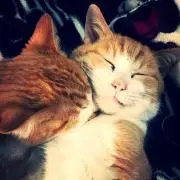 ソックス