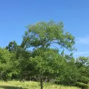ホナホナ