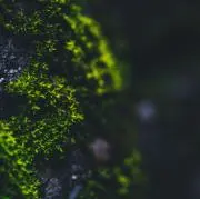 kokuの画像