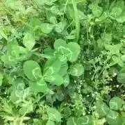 ぽてこの画像