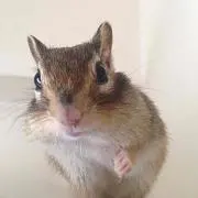 mamaron