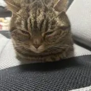 せの画像