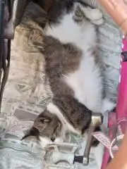 グルの画像