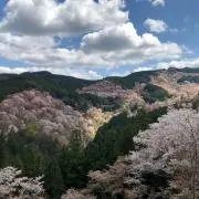 コロの画像