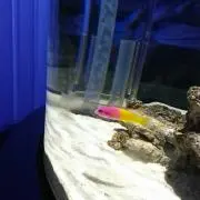 碧