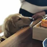 バニバニバの画像