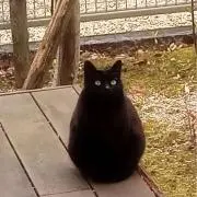 ゆきの画像