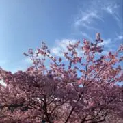 さくらの画像