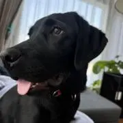 りんだの画像