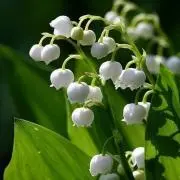muguet＊プロフ必読＊の画像