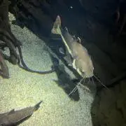Toshiの画像