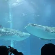 すなぎもの画像