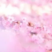 momoiroの画像