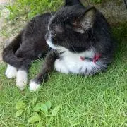 にゃんこ