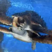 カメ吉の画像