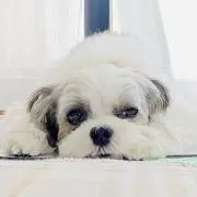 あおい