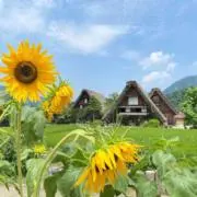 ルの画像