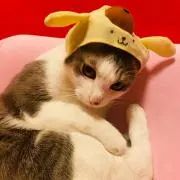 しっぽ