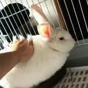 はくとの画像