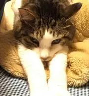 かんぷらの画像