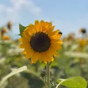 はな(プロフ一読推奨)の画像