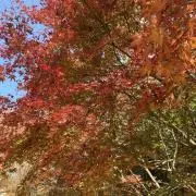 a.の画像