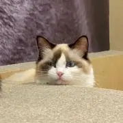 C.C