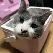 あっくん