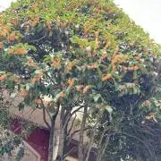 Mの画像