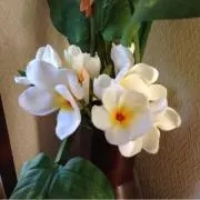 ここママ