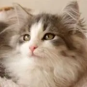 Yuliの画像