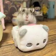 ハム子の画像