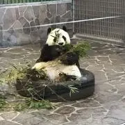 タンタンの画像
