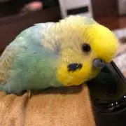 ピコタンの画像