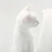 nullsの画像
