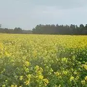 プリンの庭の画像