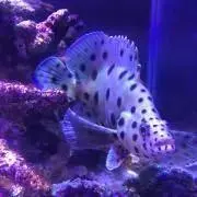 ランプの画像