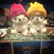 みぃの画像