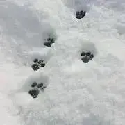 nk