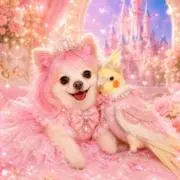 rose♡の画像