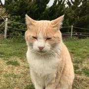 fotr