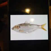 コノシロの画像