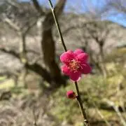 Katsugoroの画像