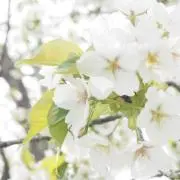 たたたの画像