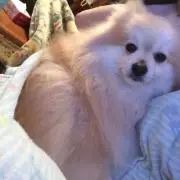 あや