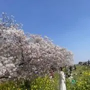 はるの画像