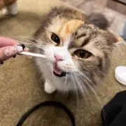 あわの画像