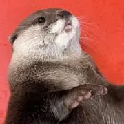 おもち