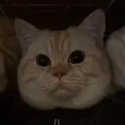 Kopen