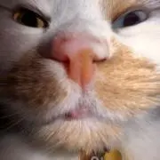 Suiren